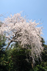 御廟脇桜