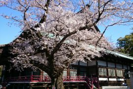 毎日のように散歩でお世話になっています。緑が沢山あり、四季が楽しめて気持ちが良いです。