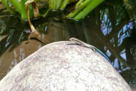 寺に住む生き物達