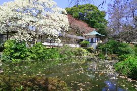 さくら池