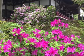 本堂とつつじ