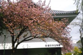 牡丹桜